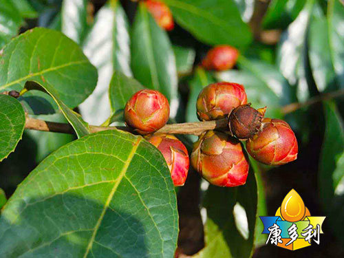 有机油茶基地5